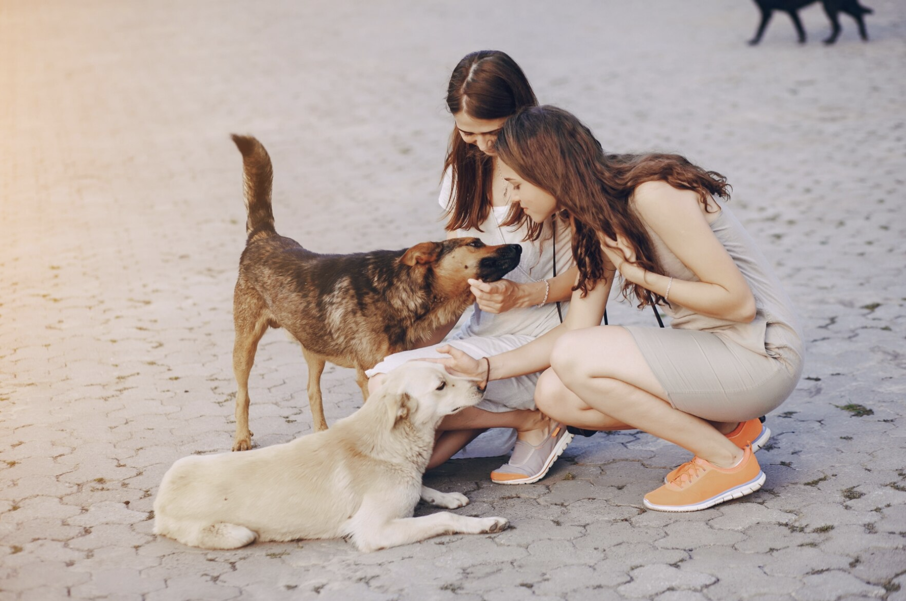 A Importância Fundamental da Socialização Canina